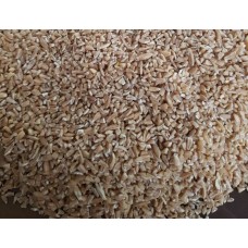 KAVILCA BULGURU - ATA TOHUMU